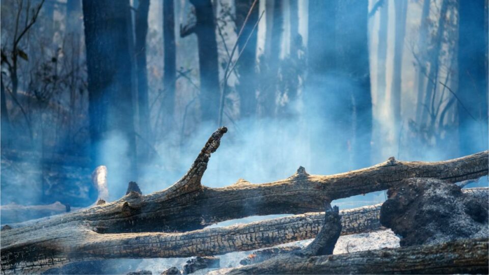 NASA Data on Plant ‘Sweating’ Could Help Predict Wildfire Severity