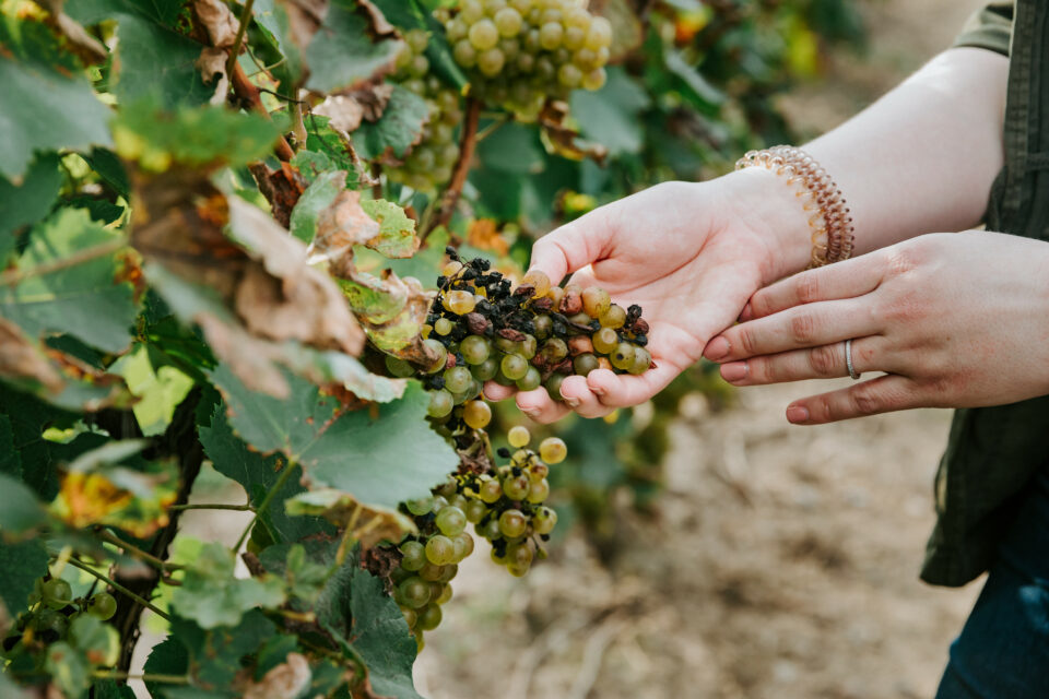 NASA Helps Spot Wine Grape Disease From Skies Above California
