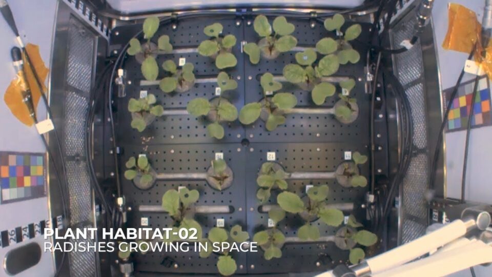 Station Science 101: Growing Plants in Space