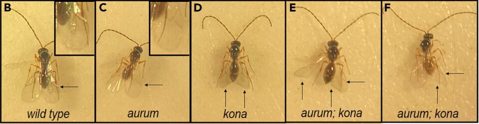 Spaceflight effects tumor-bearing fruit fly hosts and their parasites