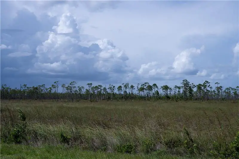 NASA Researchers Study Coastal Wetlands, Champions of Carbon Capture