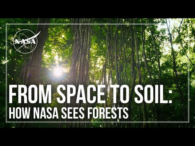 From Space to Soil: How NASA Sees Forests
